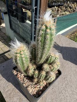 Oreocereus celsianus